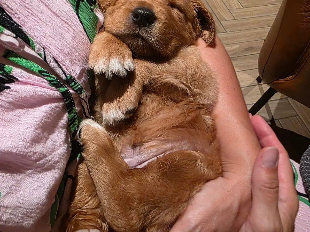 Billede 11 - Golden retriever hvalpe