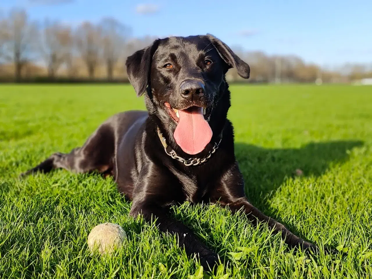Billede 8 - F1 Labrador udbydes til parring