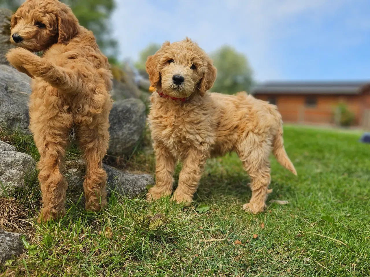 Billede 12 - Goldendoodle hvalpe