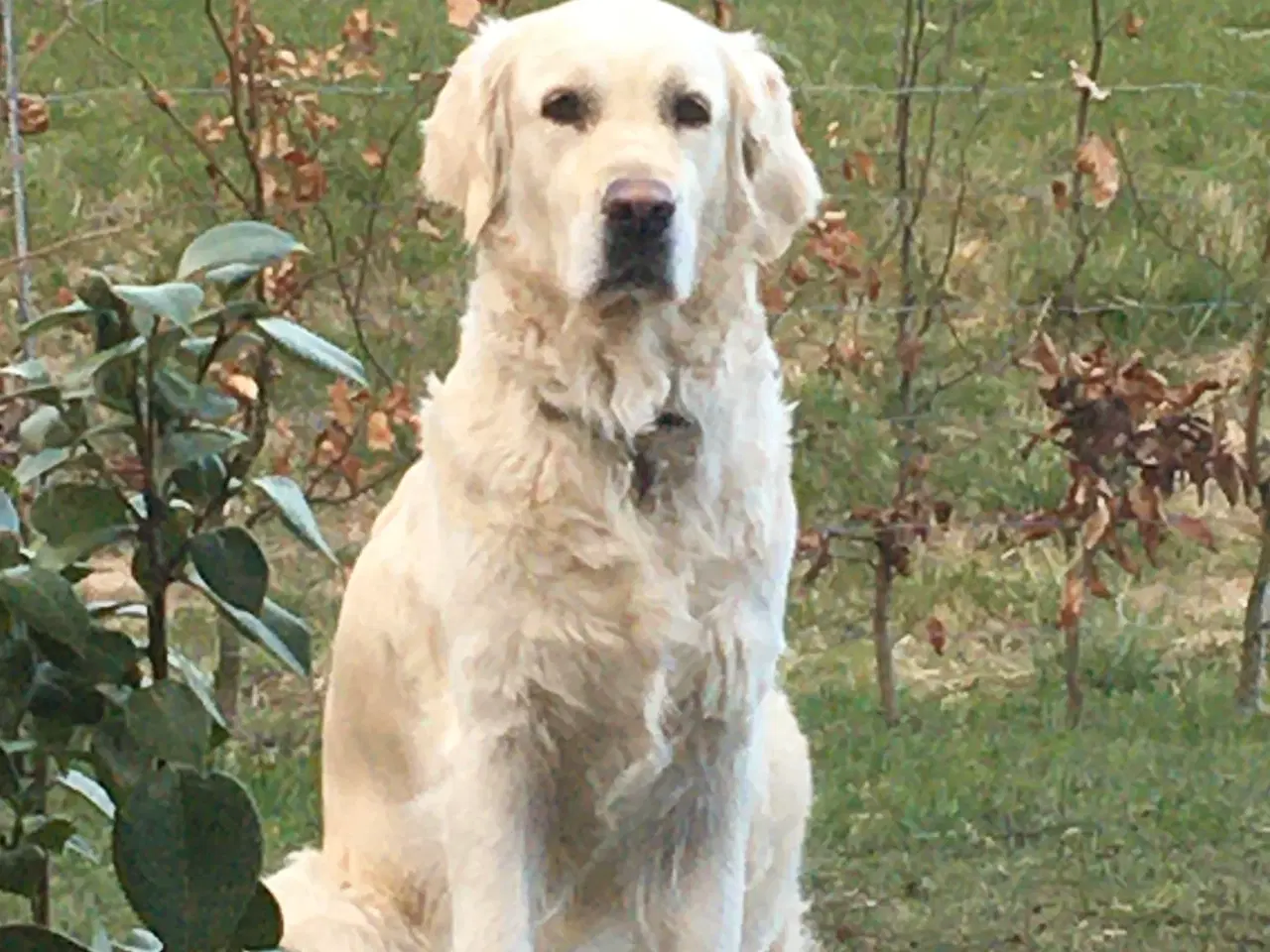 Billede 5 - Golden Retriever hvalpe