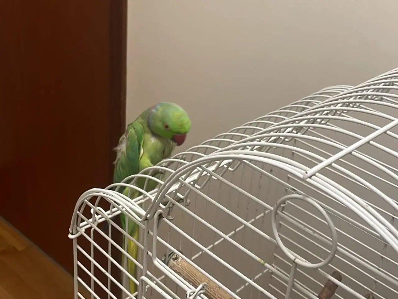 Billede 2 - Alexandra papegøje med bur
