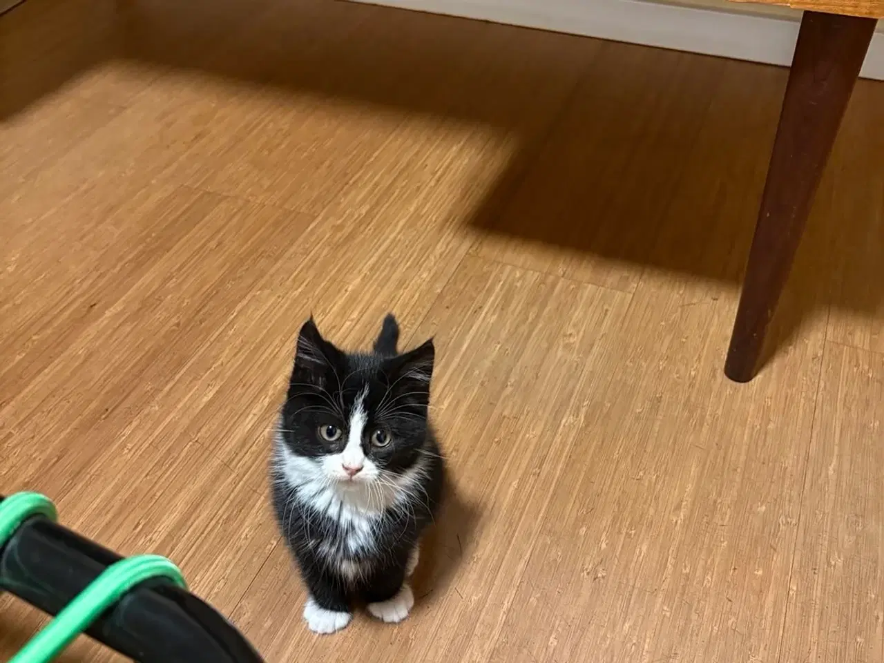 Billede 3 - Sød og legesyg killing