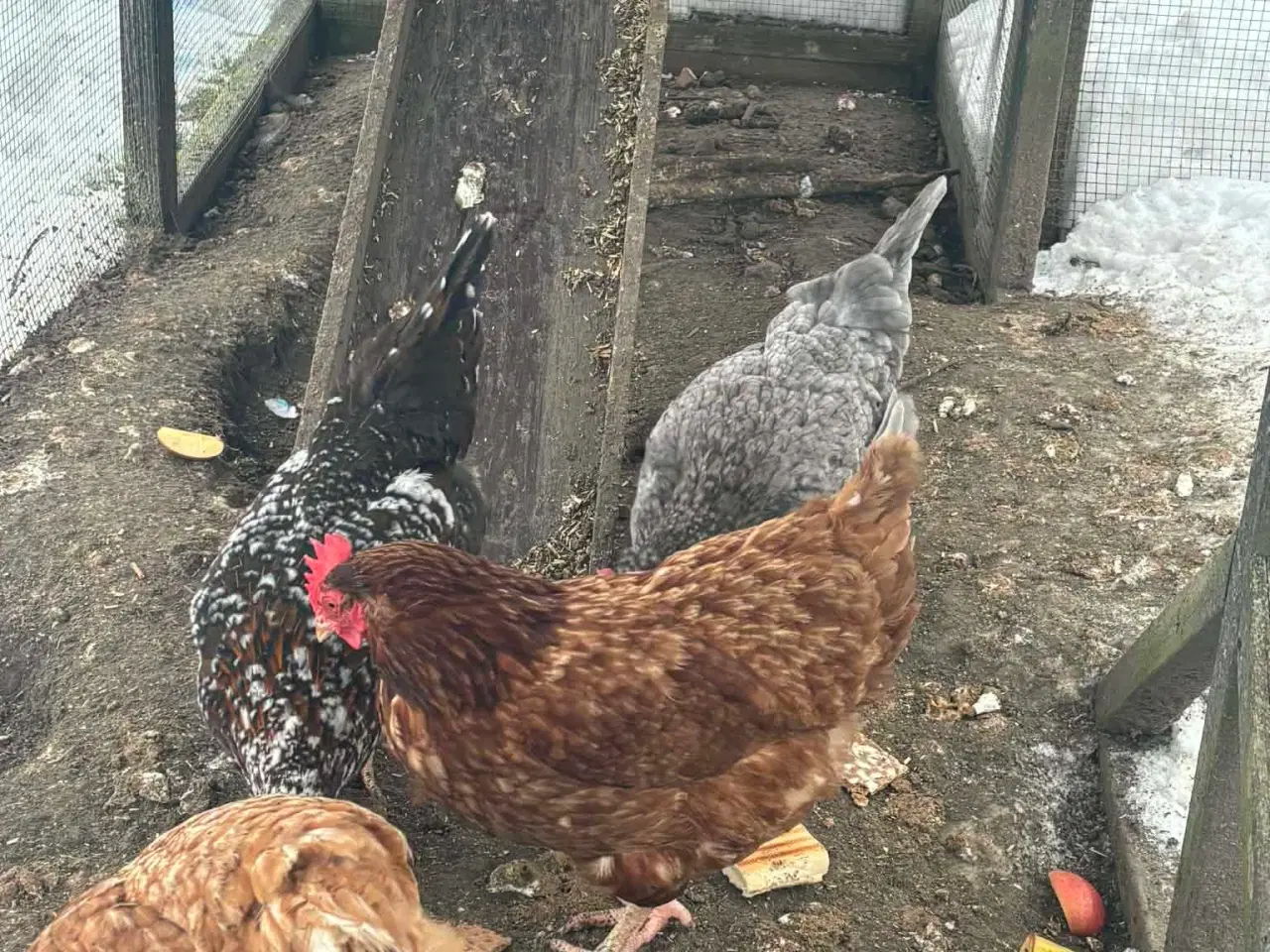 Billede 3 - Æglæggende hønseflok sælges