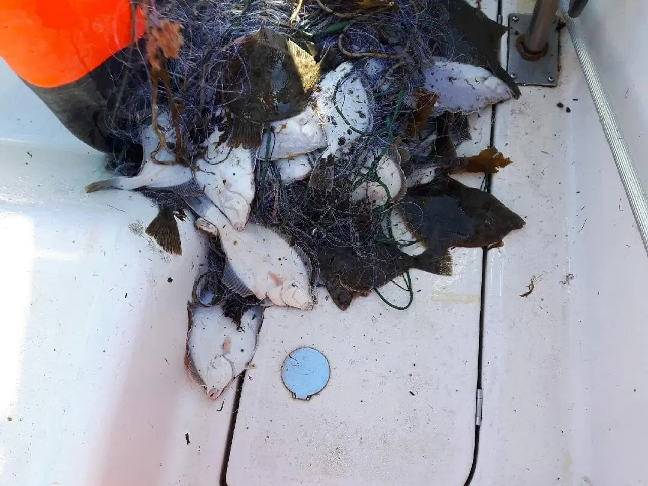 Billede 6 - SE NYT TILTAG FISKEGARN TIL FLADFISK - EN BLANK 