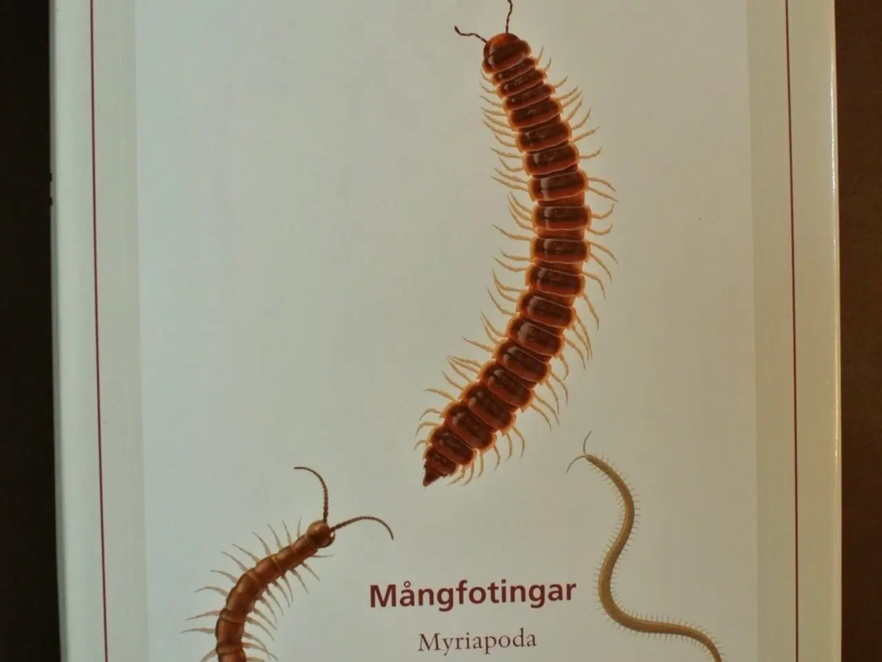 Billede 1 - mångfotingar - myriapoda - samtliga nordiska arter