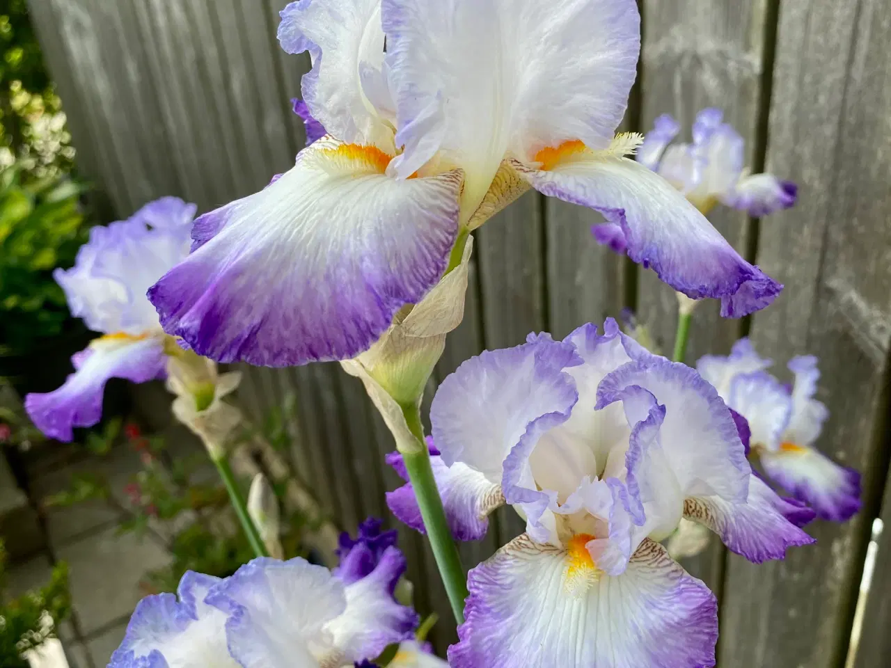 Billede 2 - Iris.