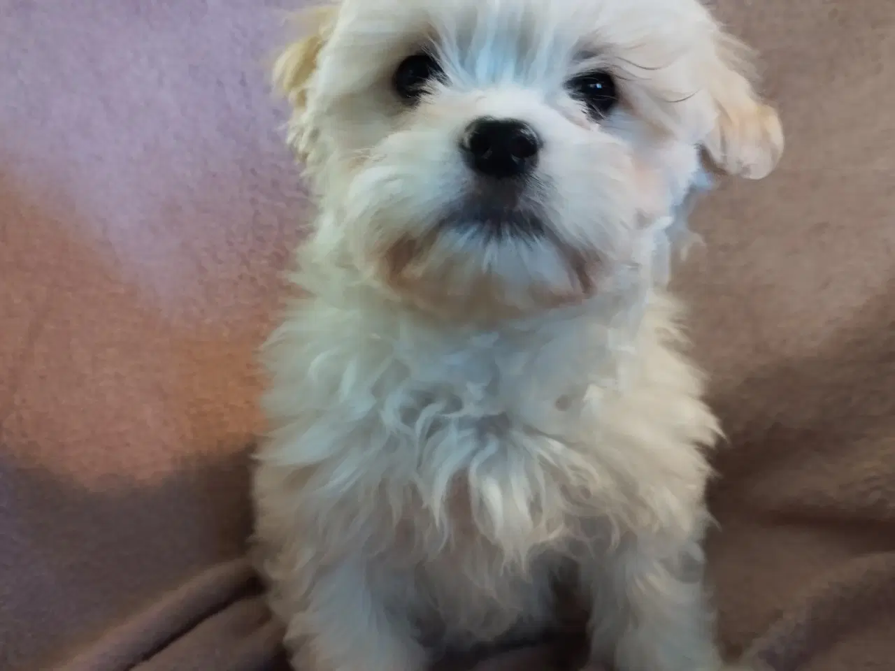 Billede 3 - Coton de Tulear/malteser hvalpe