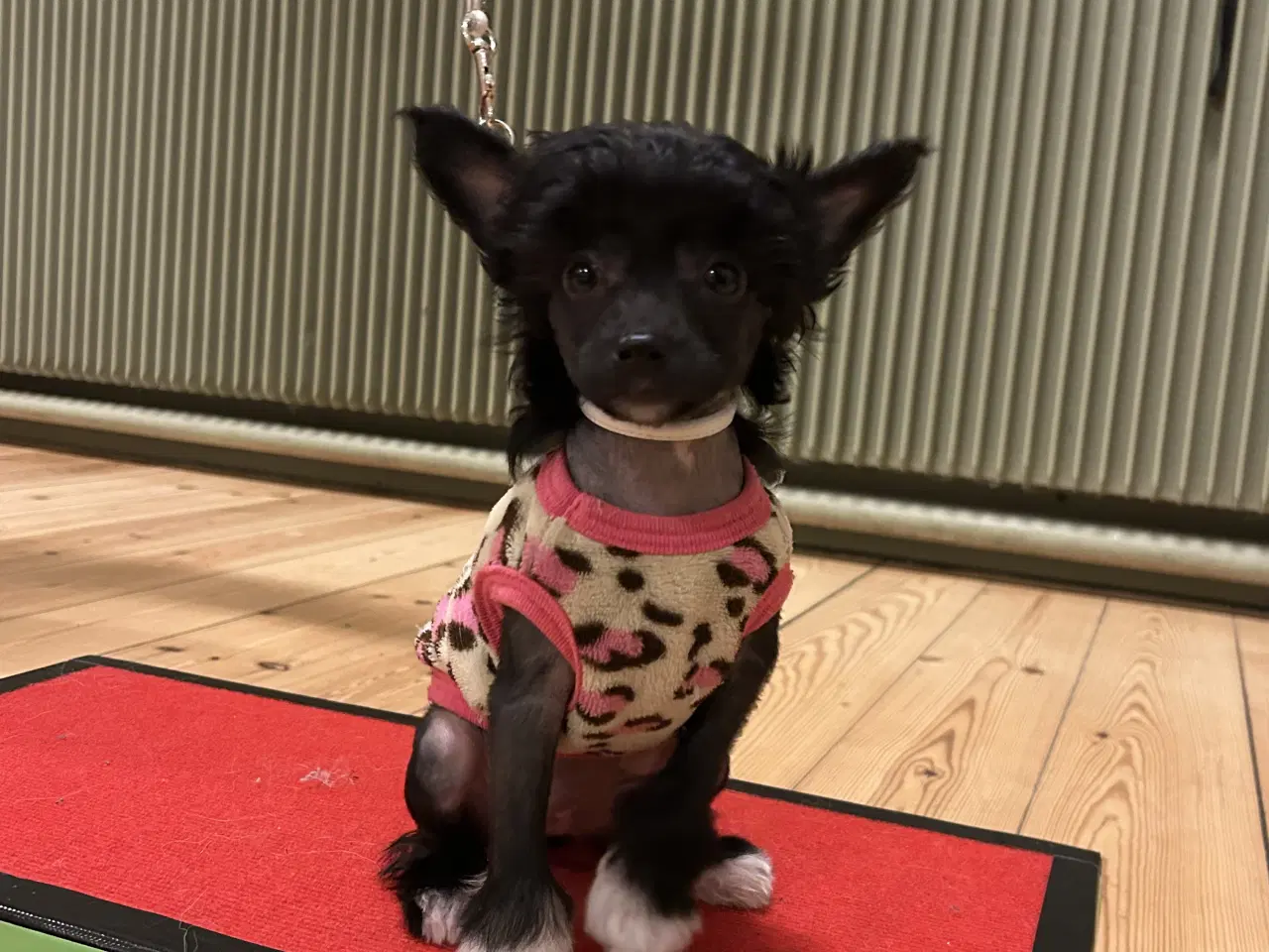 Billede 2 - Chinese crested/Kinesisk hårløs, allergivenlige