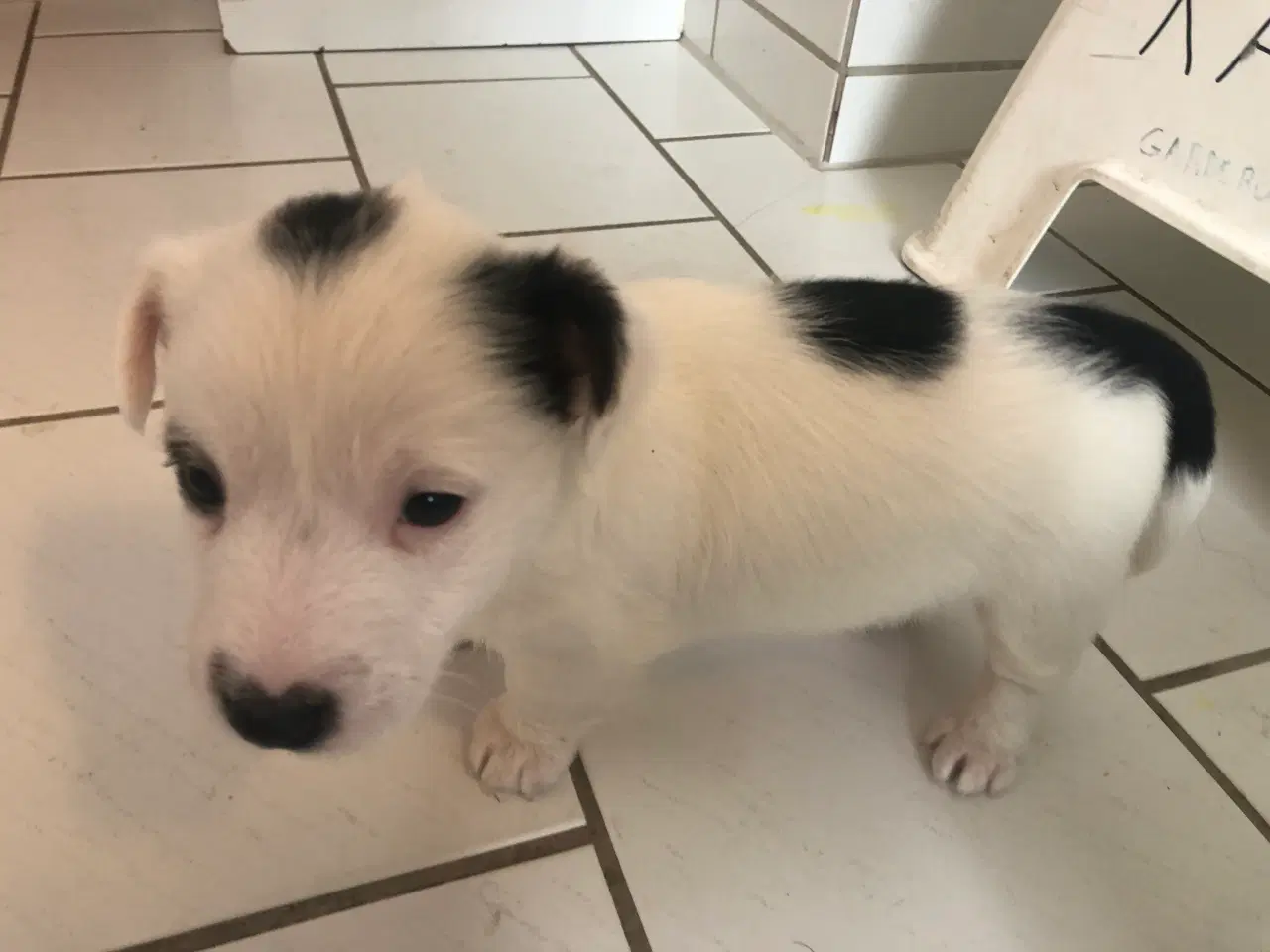 Billede 12 - Jack Russell Terrier hvalpe 8 uger 1-3-26