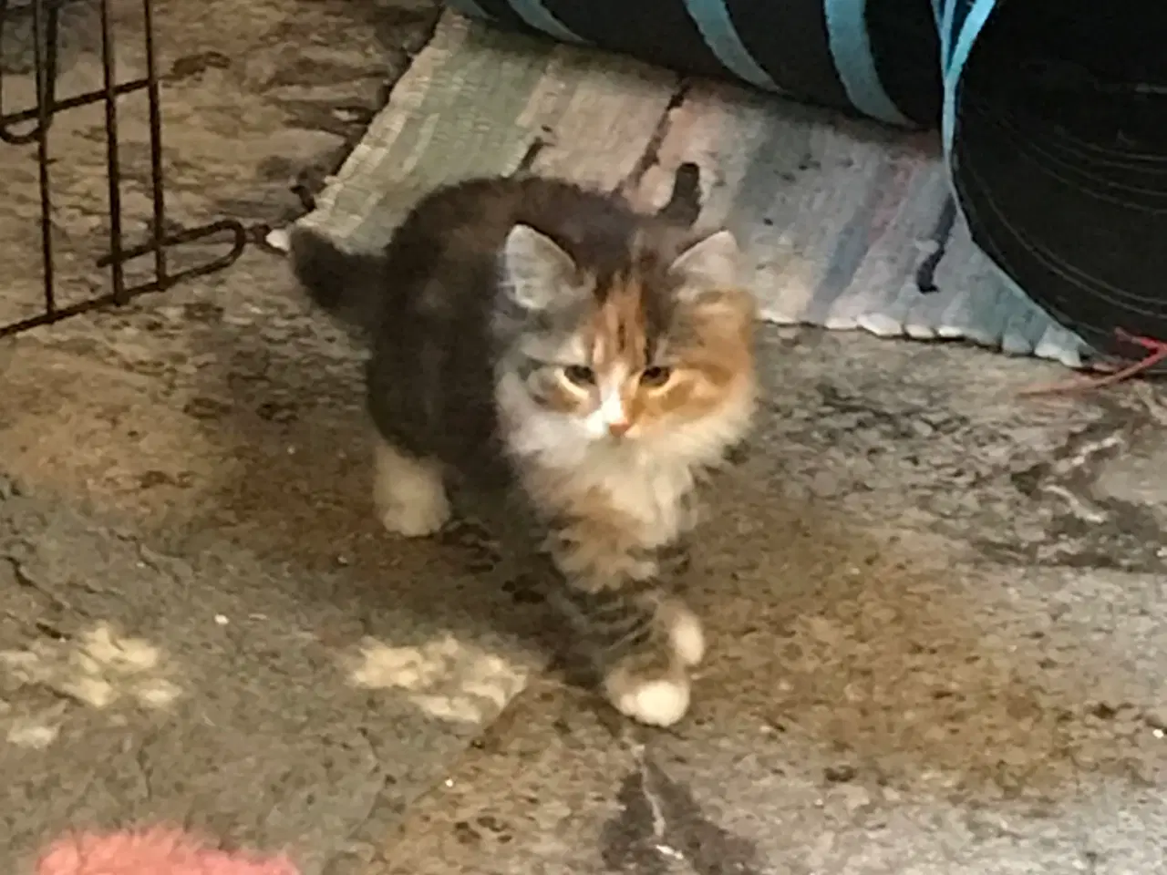 Billede 2 - Norsk skov kat 