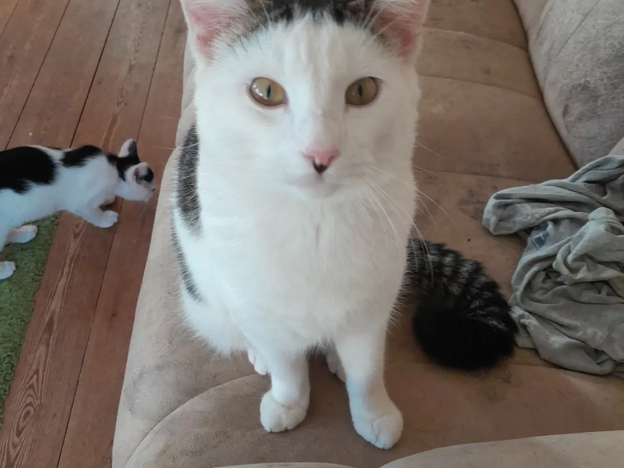 Billede 4 - Katte søger nyt hjem 