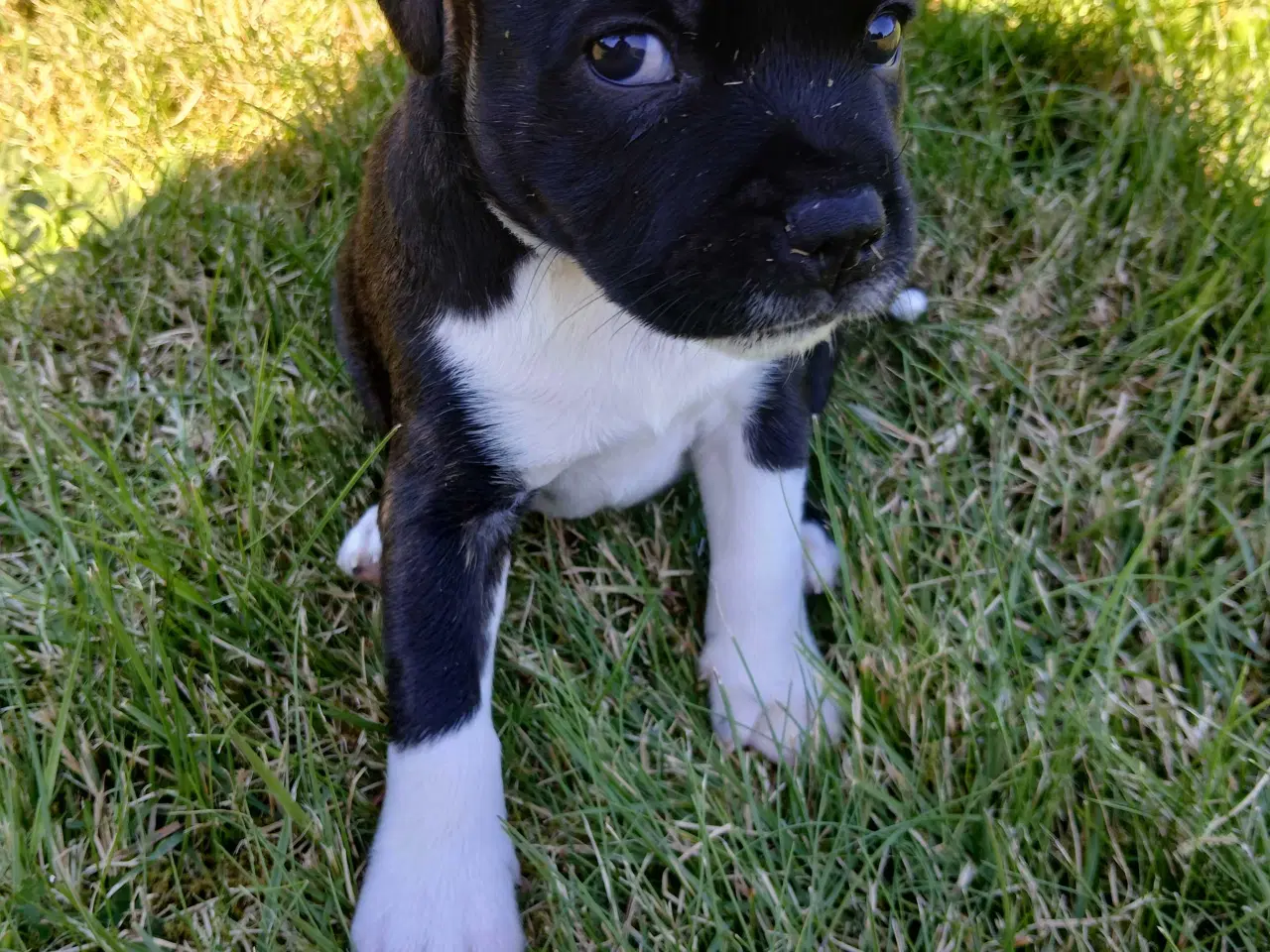 Billede 6 - Staffordshire bull terrier hvalp brindle 