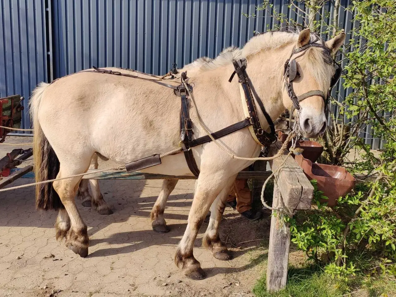 Billede 11 - Fjordhest vallak 8 år