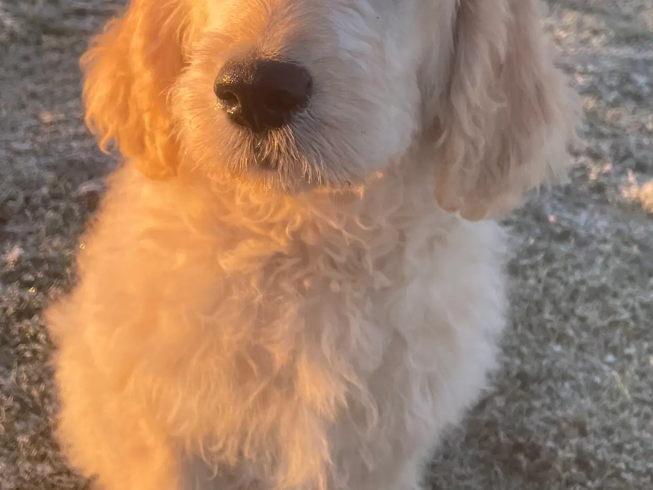 Billede 9 - Goldendoodle-HVALPE