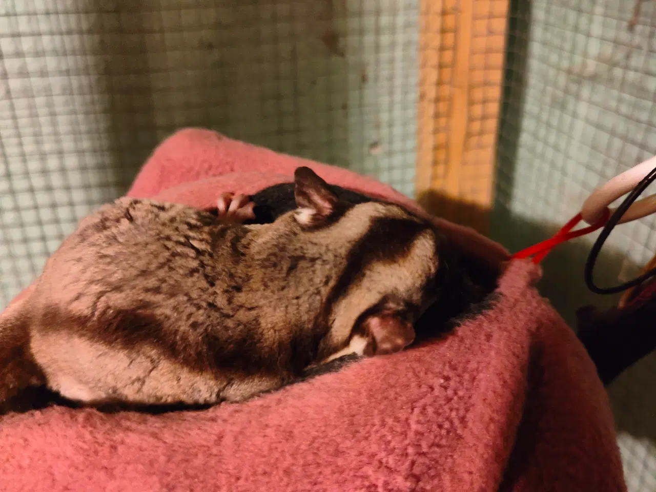 Billede 3 - Sugarglider Flyvepungegern gruppe