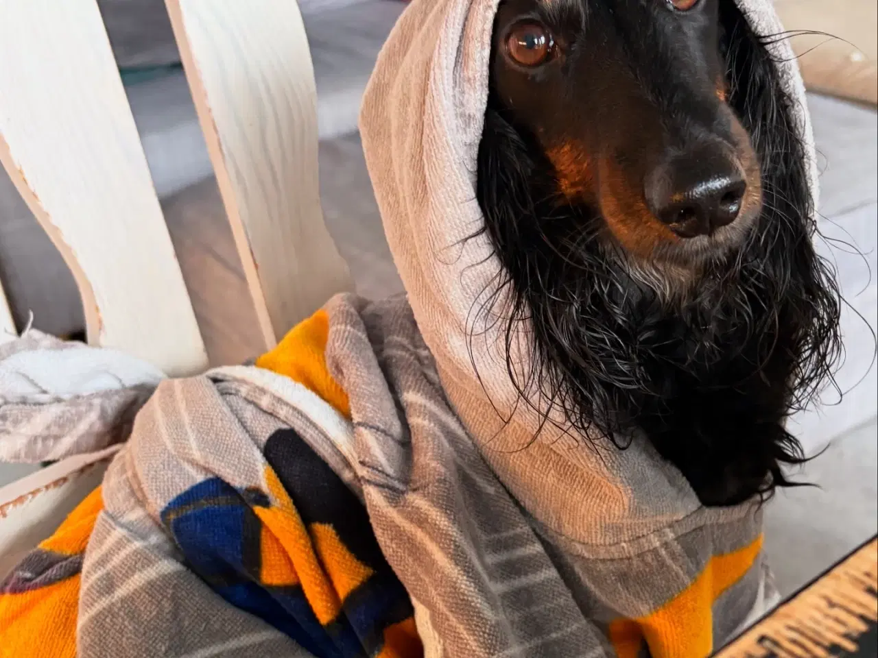 Billede 4 - Gravhund tilbydes til parring 