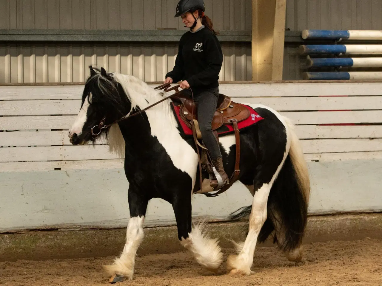 Billede 6 - Ung lækker velredet hingst 