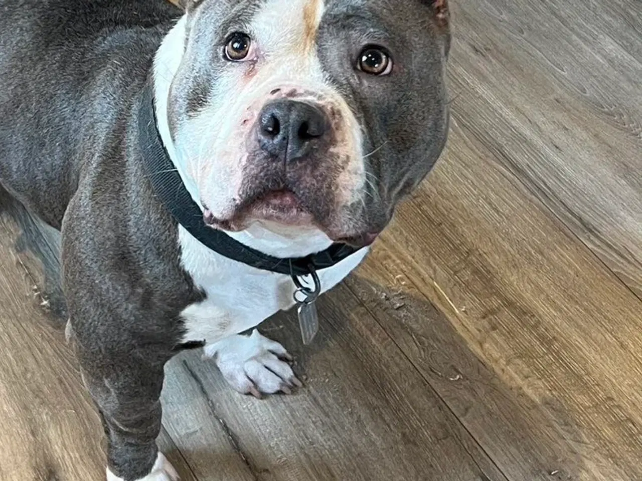 Billede 2 - American bully pocket