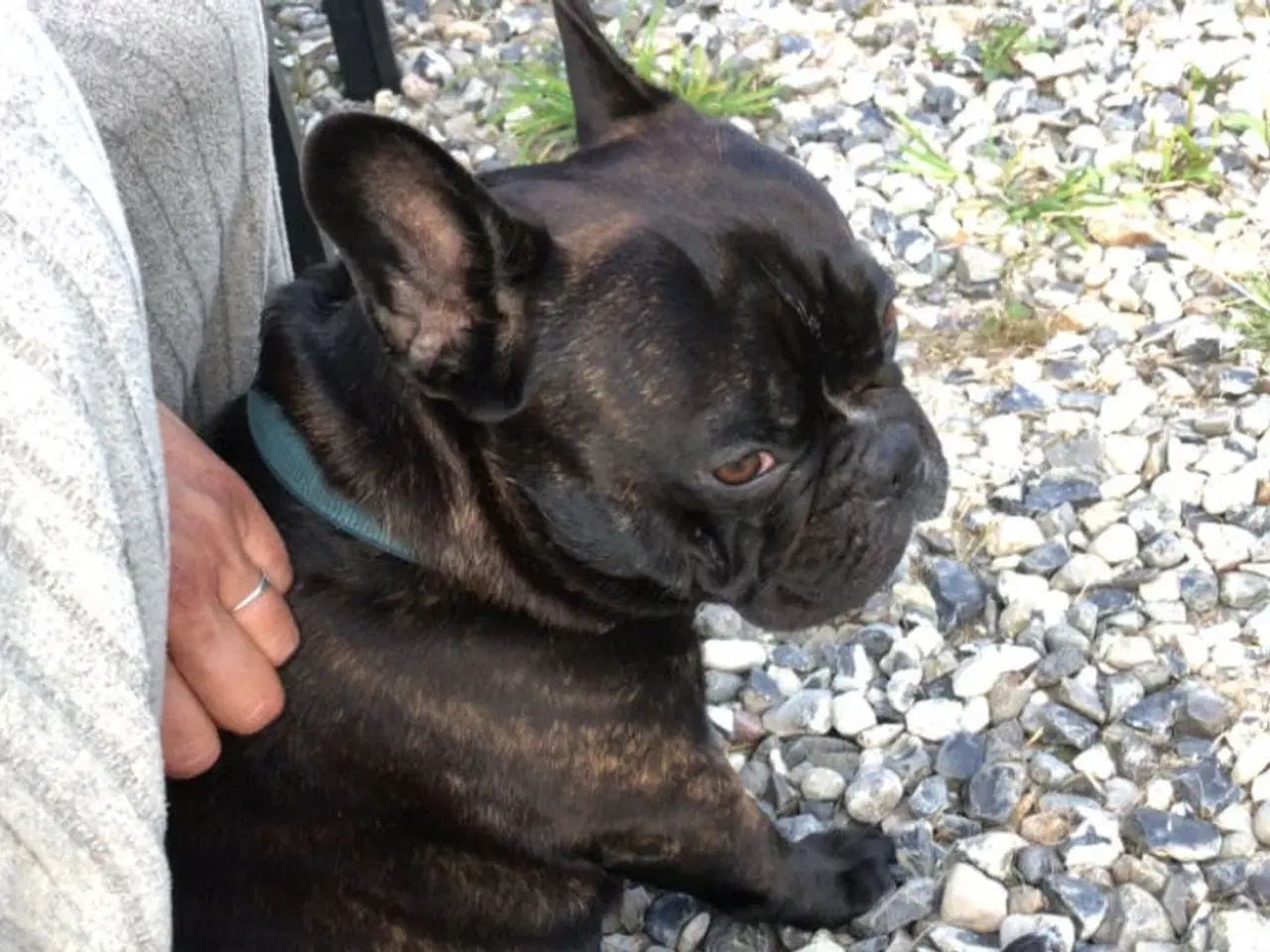 Billede 1 - Fransk bulldog parring