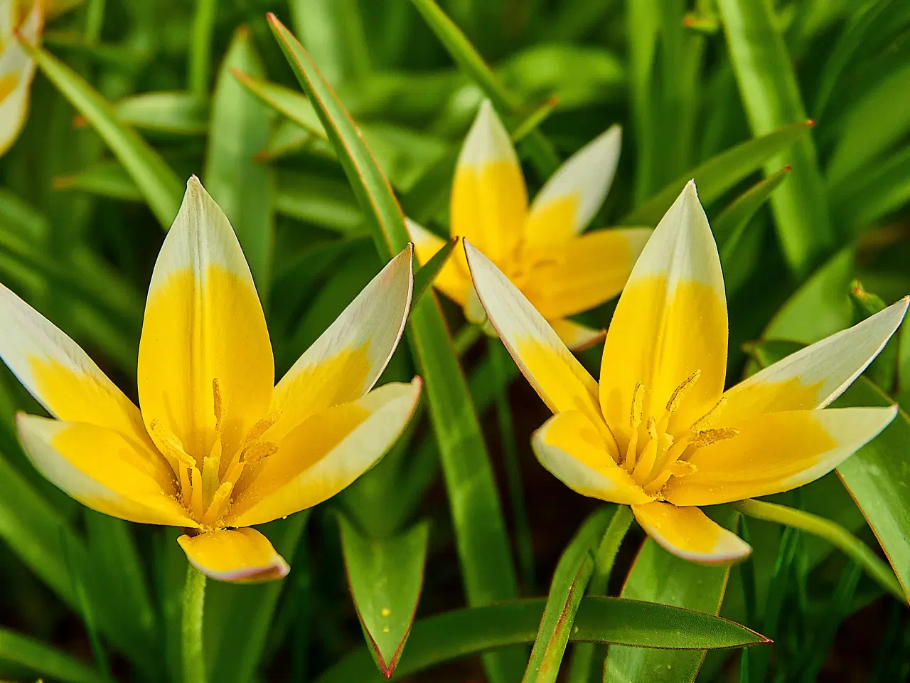 Billede 3 - Botaniske Tulipaner Mix - Tulipanløg