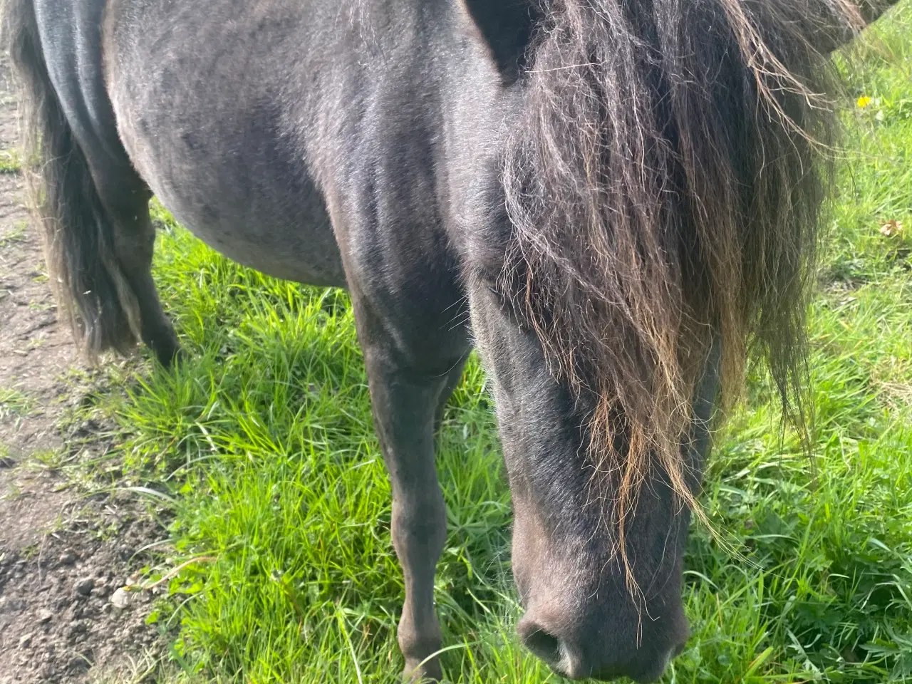 Billede 3 - Mini shetlænder