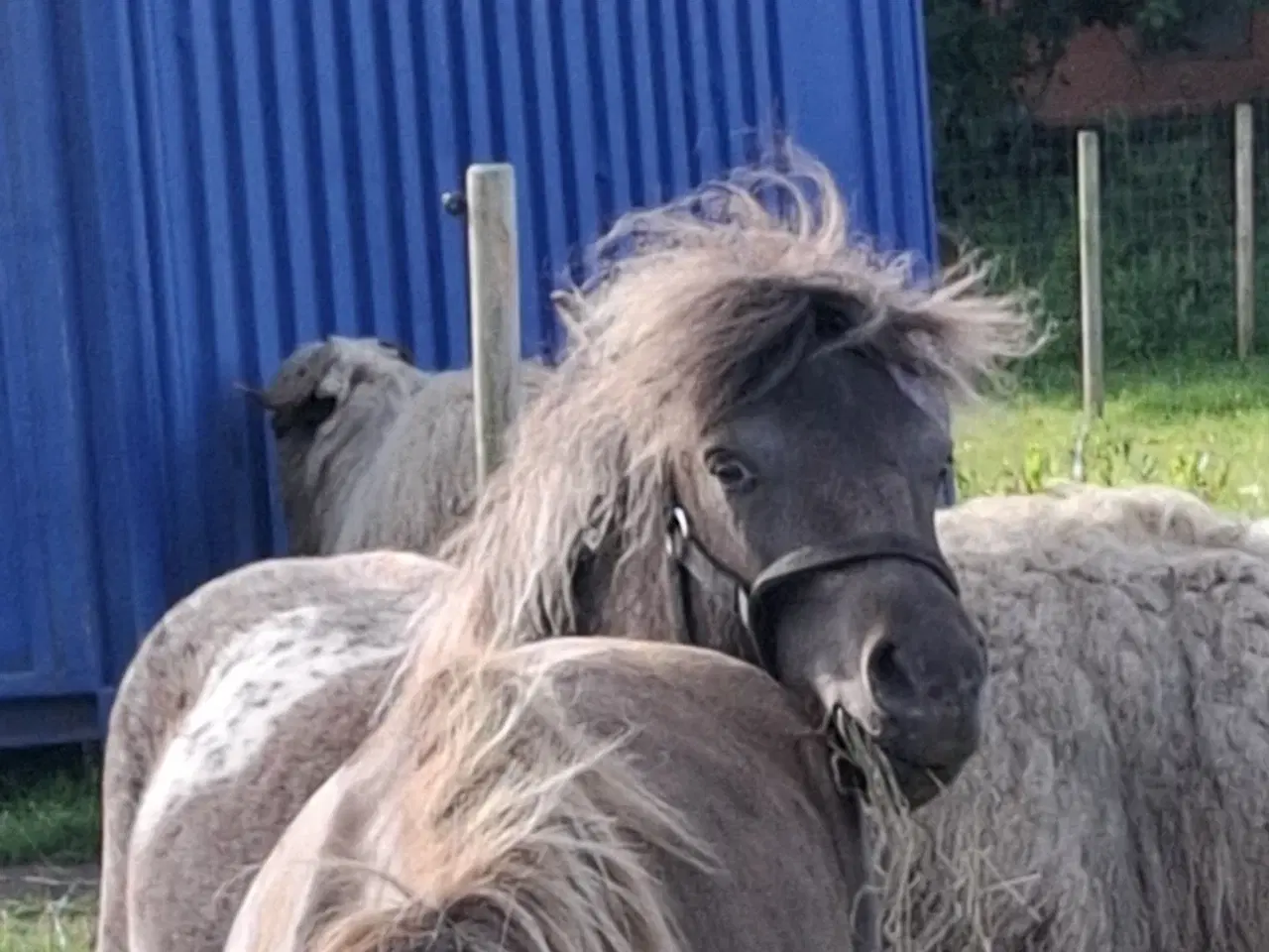 Billede 5 - Shetlænder knabstrupper hingst