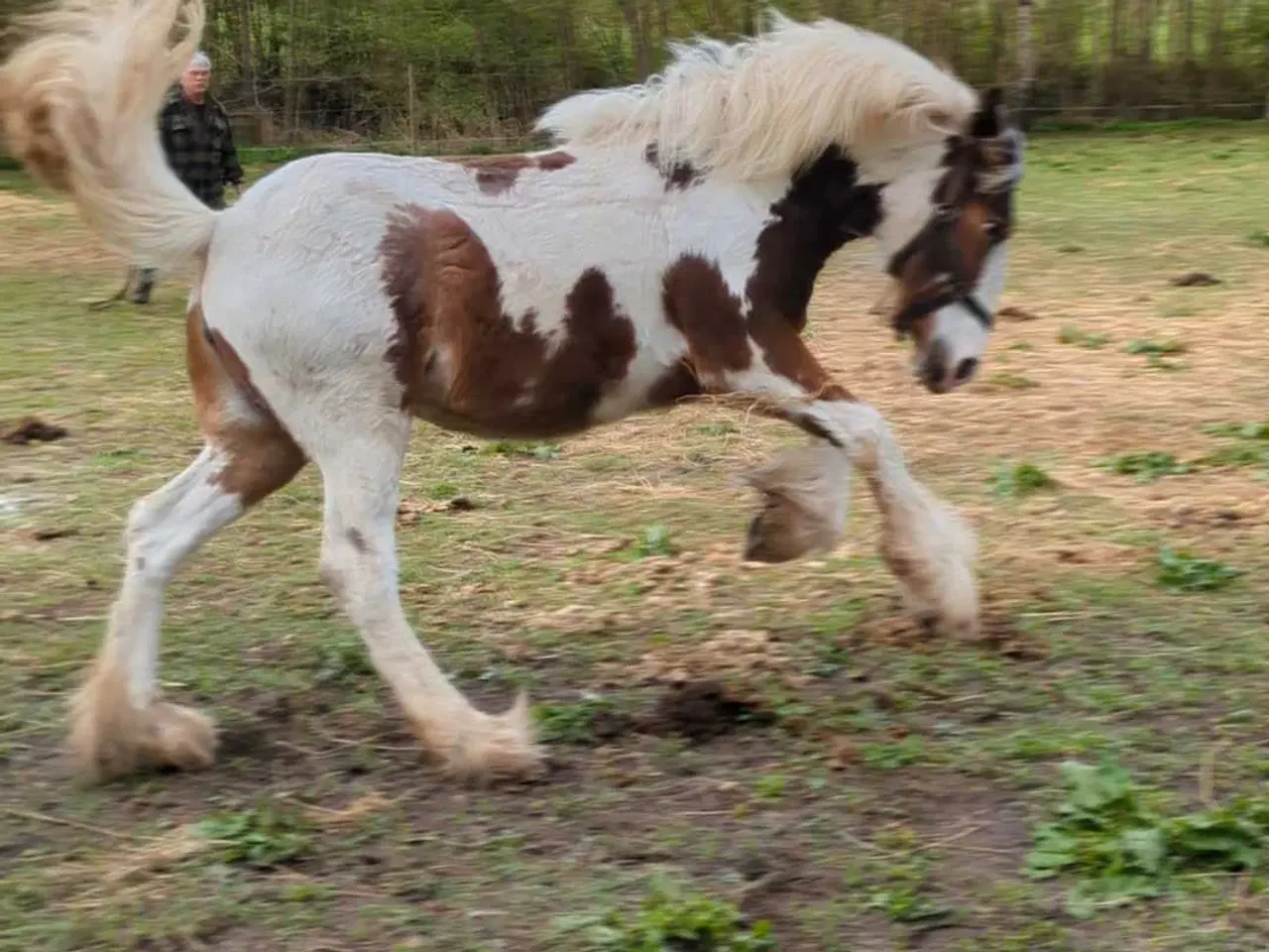 Billede 10 - Tinker /Irish cob hoppe plag