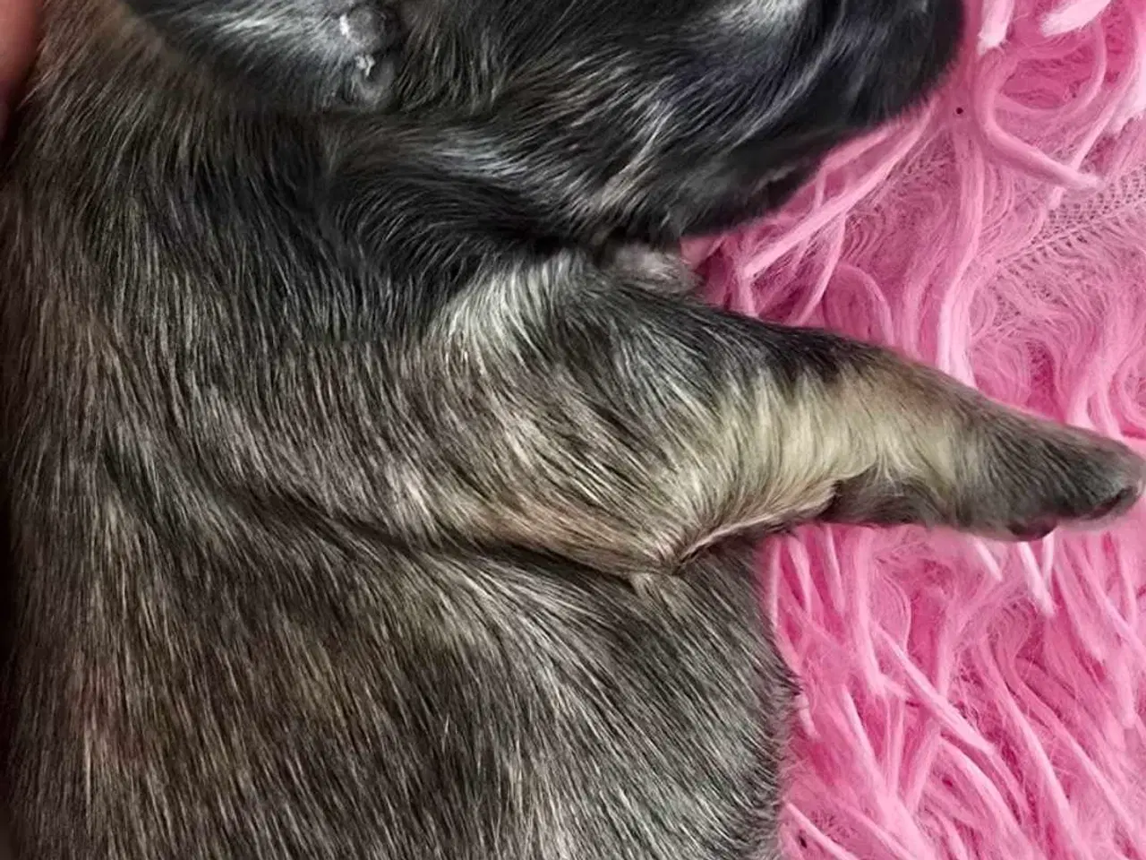 Billede 12 - Smuk dreng tilbyder parring