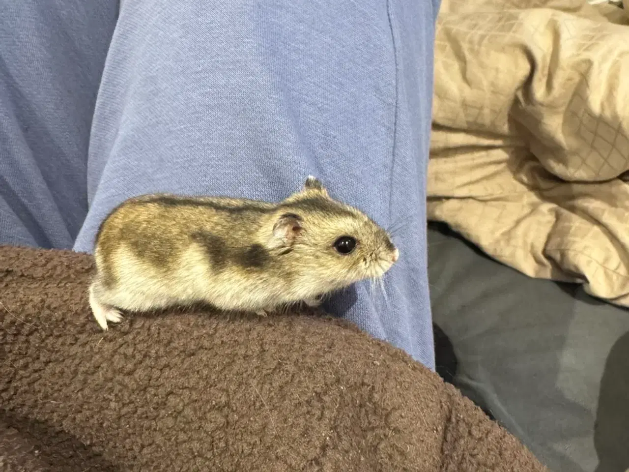 Billede 4 - Dværg Hamster med alt udstyr