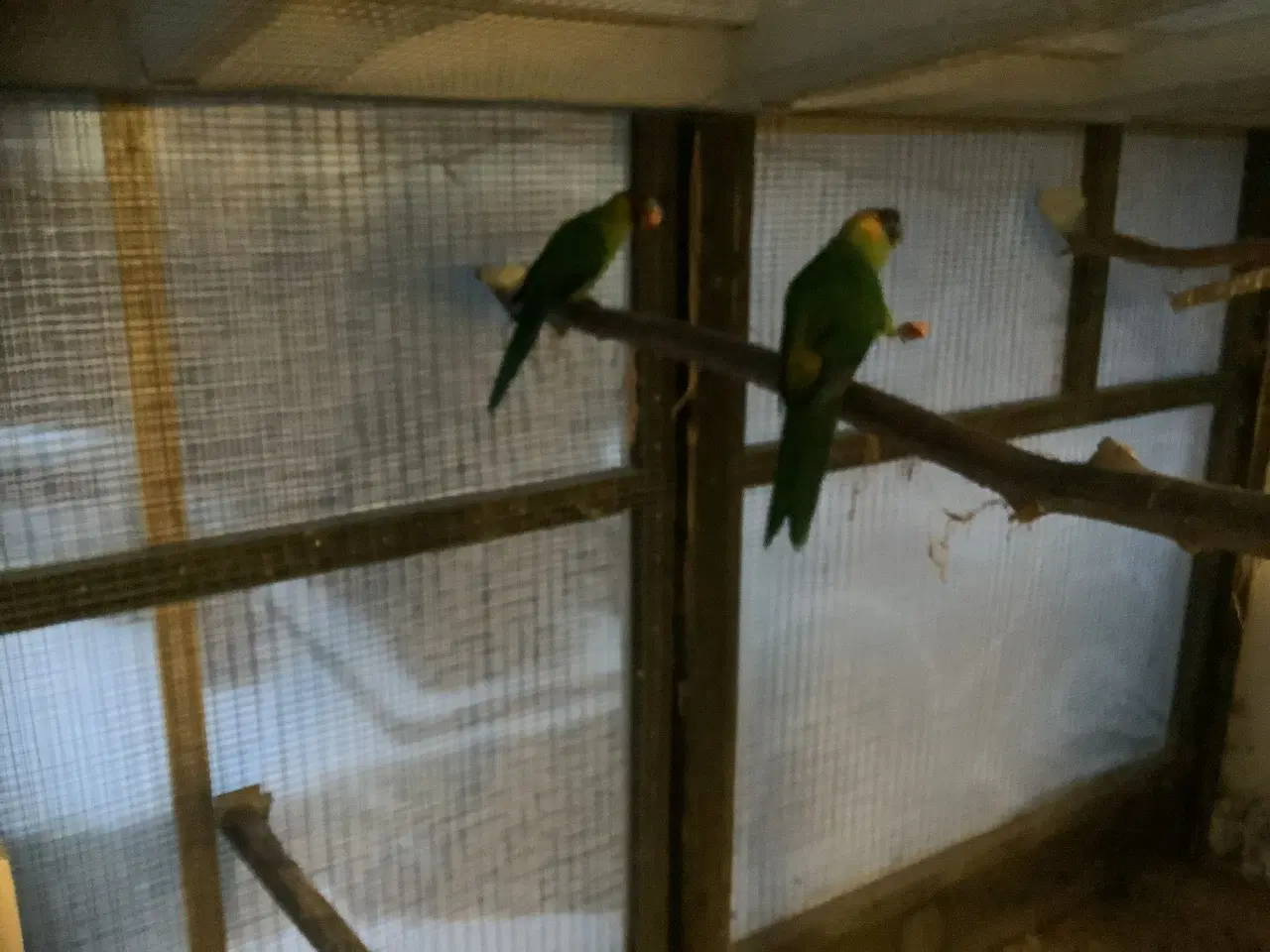 Billede 4 - Hornparakitter fra 2025 til salg