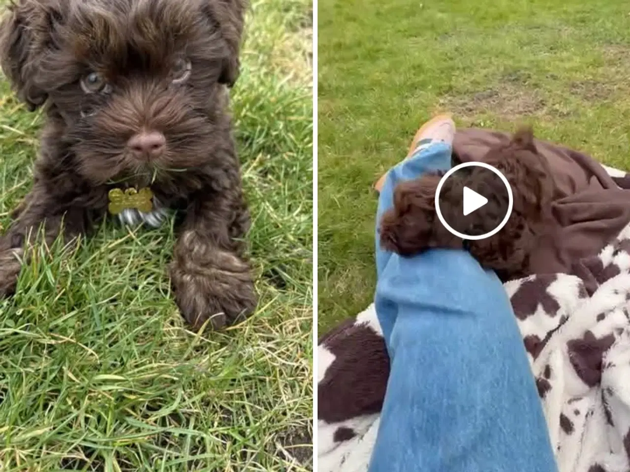 Billede 2 - Carlo udbydes til avl 