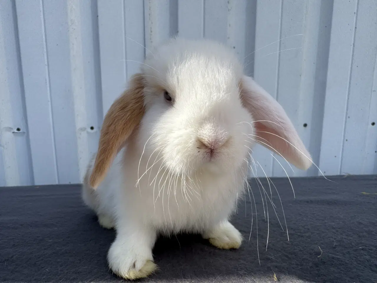 Billede 11 - 6 Dværgvædder hunner 🐰