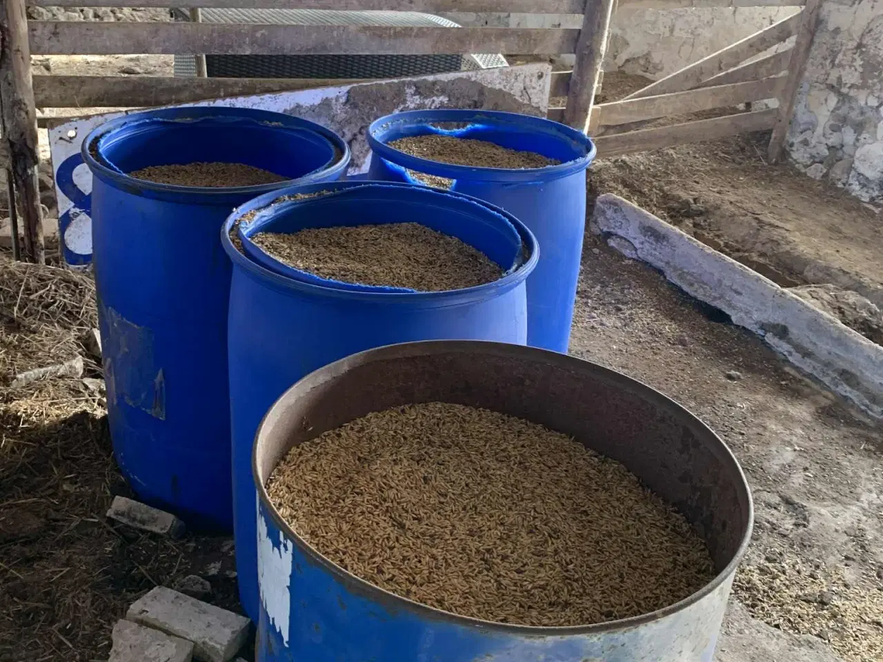 Billede 3 - Korn/havre i tønder