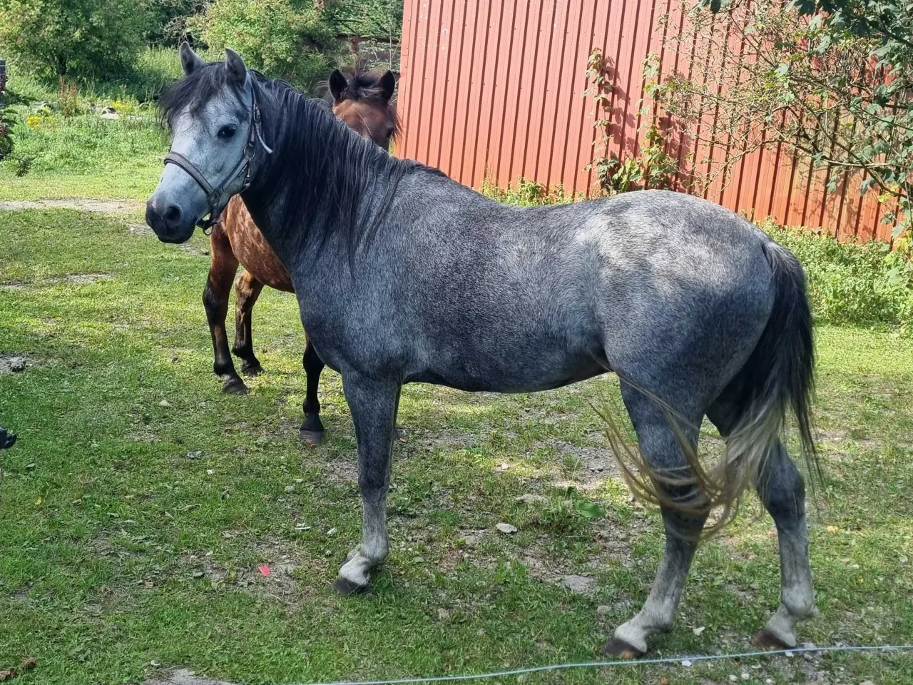 Billede 2 - Welsh sec.b hingst 