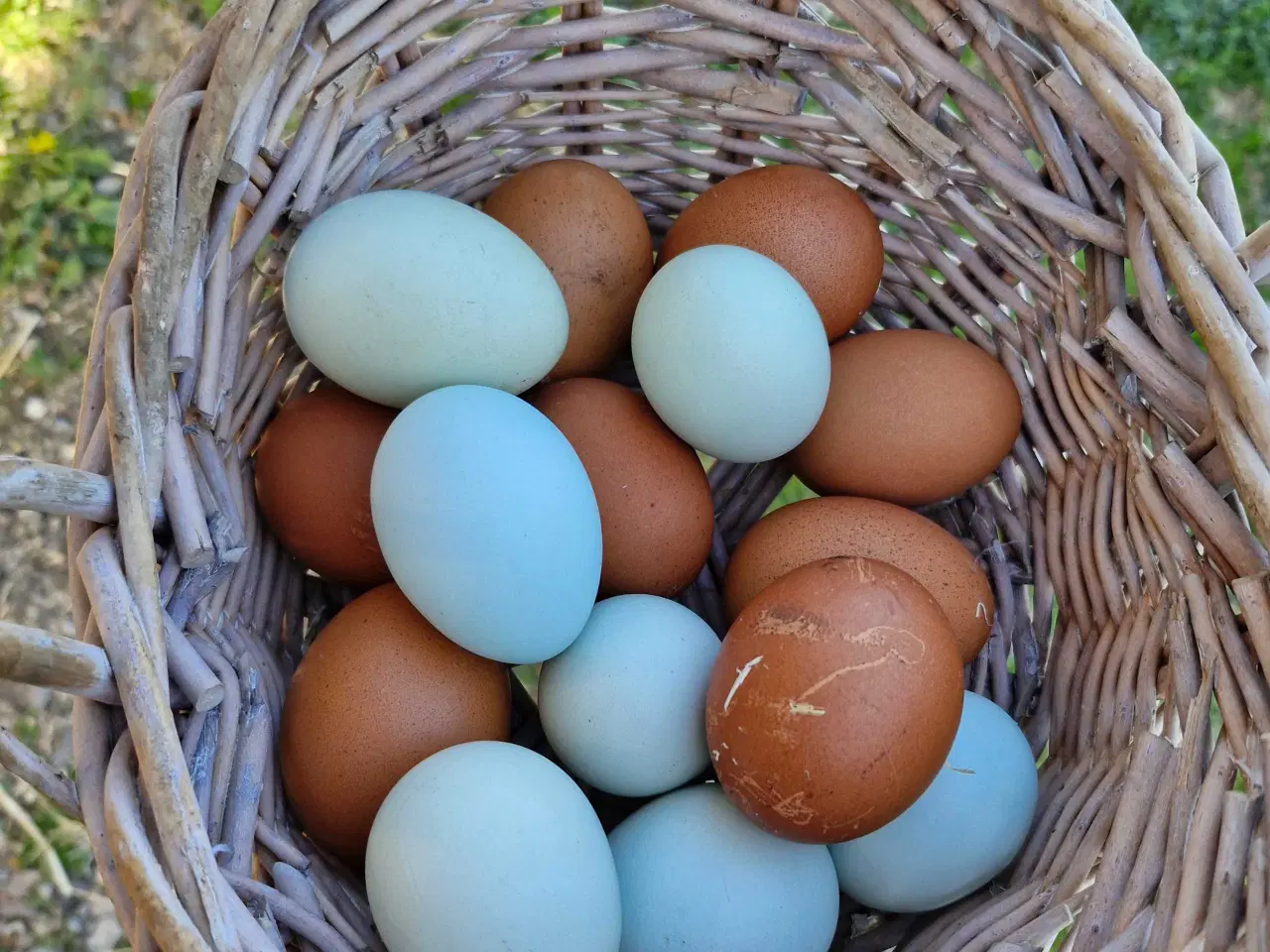 Billede 3 - Rugeæg perlegrå maran