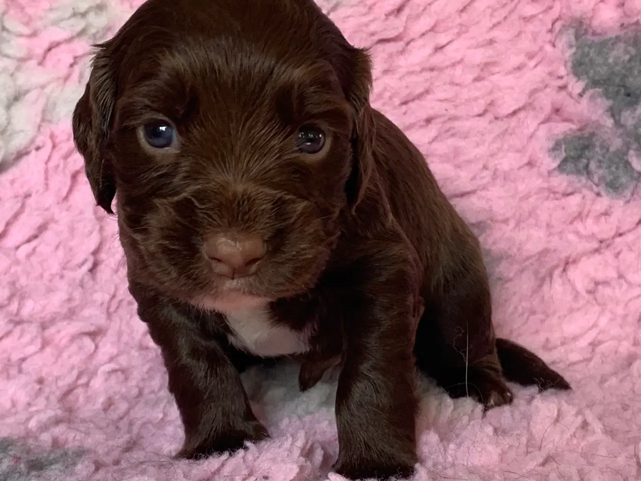 Billede 4 - FT Cocker Spaniel hvalpe