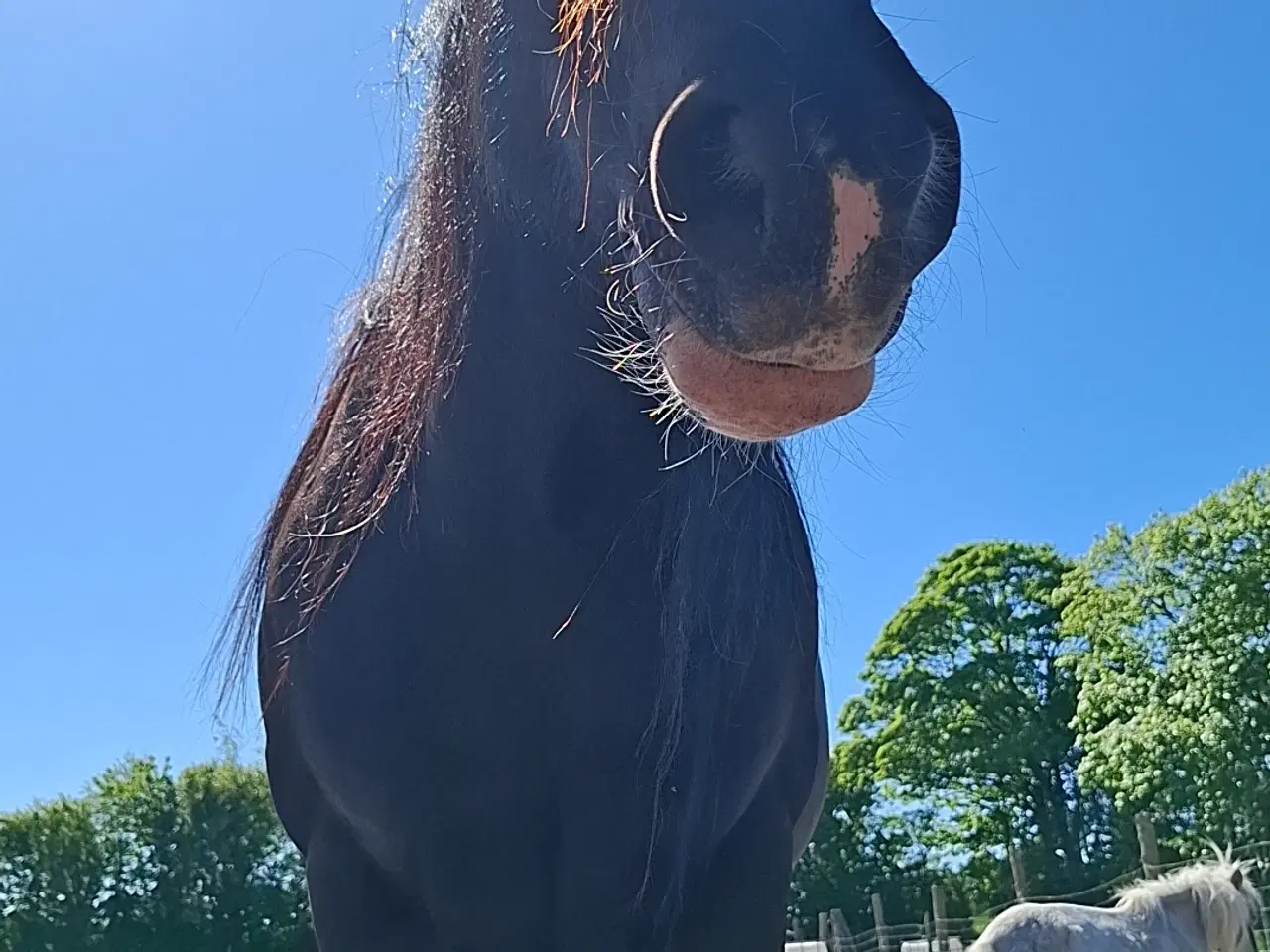 Billede 5 - Skøn Tinker/Irish Cob hoppe