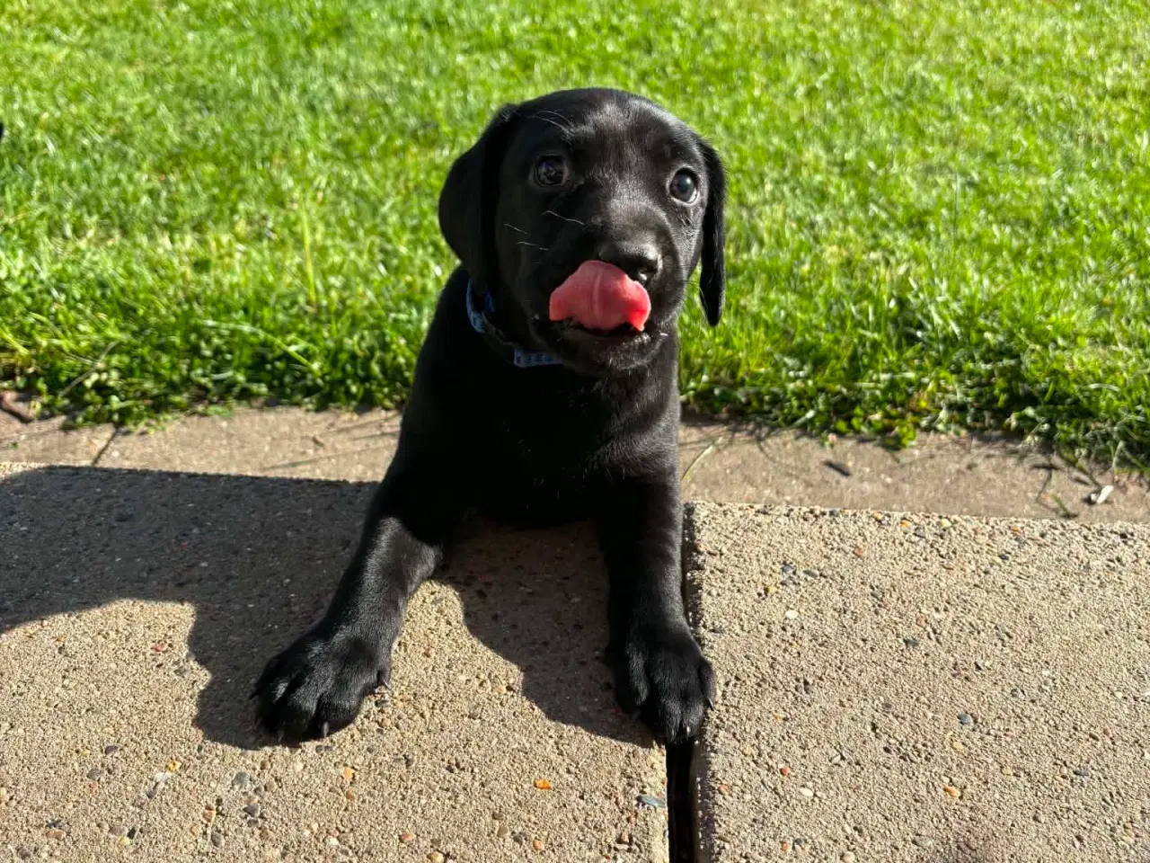 Billede 4 - Labrador hvalpe søger nye familier 🖤