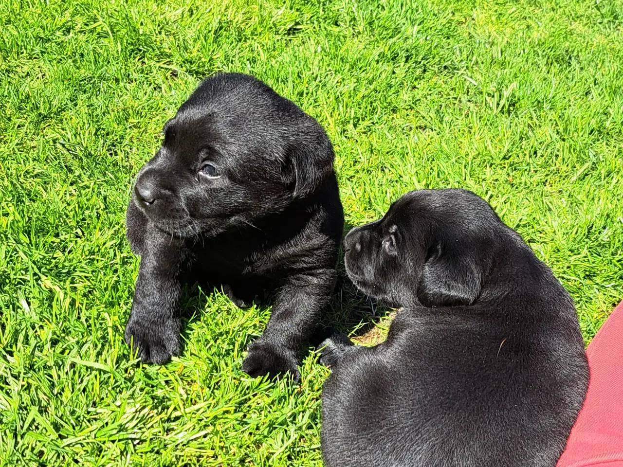 Billede 4 - Labrador F1 hvalpe 
