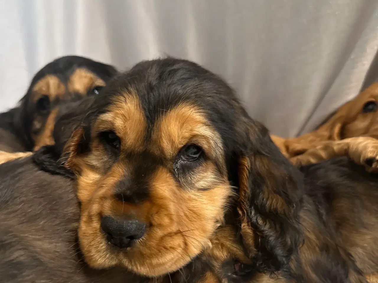 Billede 10 - Cocker spaniel 