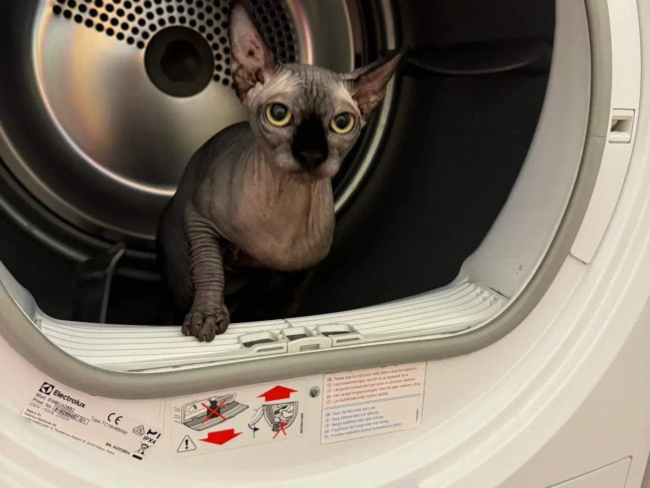 Billede 7 - Sphynx kat søger nyt hjem