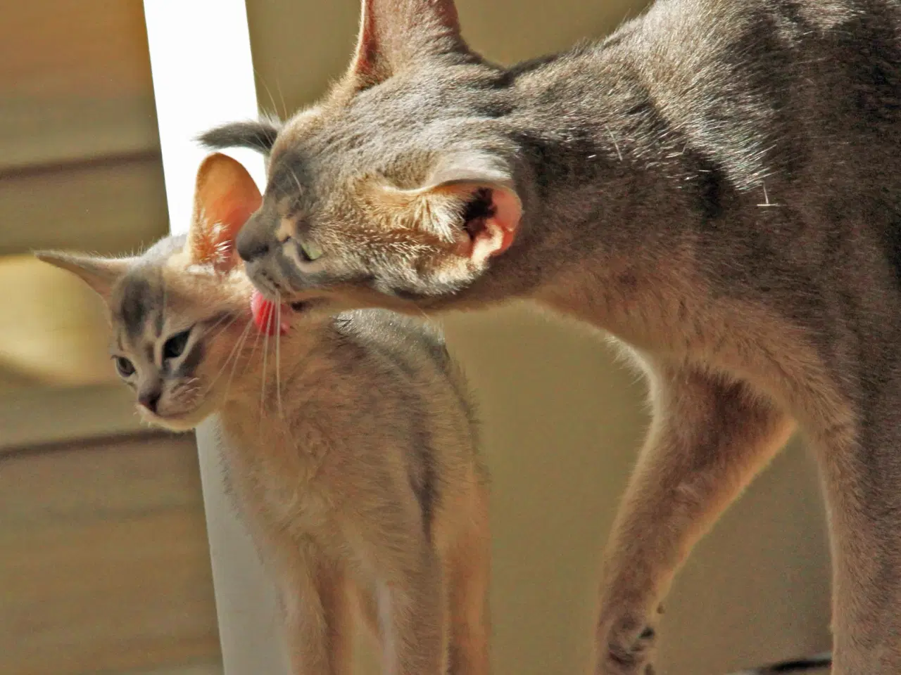 Billede 1 - Verdens bedst familie kat