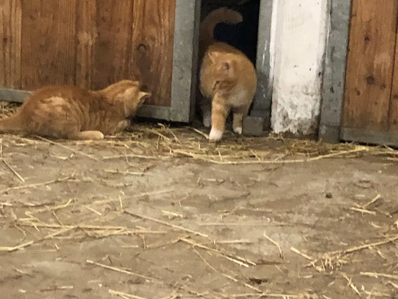 Billede 5 - Killinger