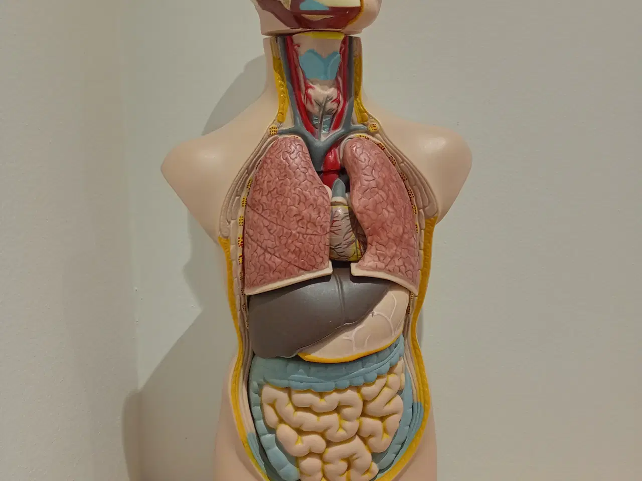 Billede 1 - Stor anatomimodel af menneske