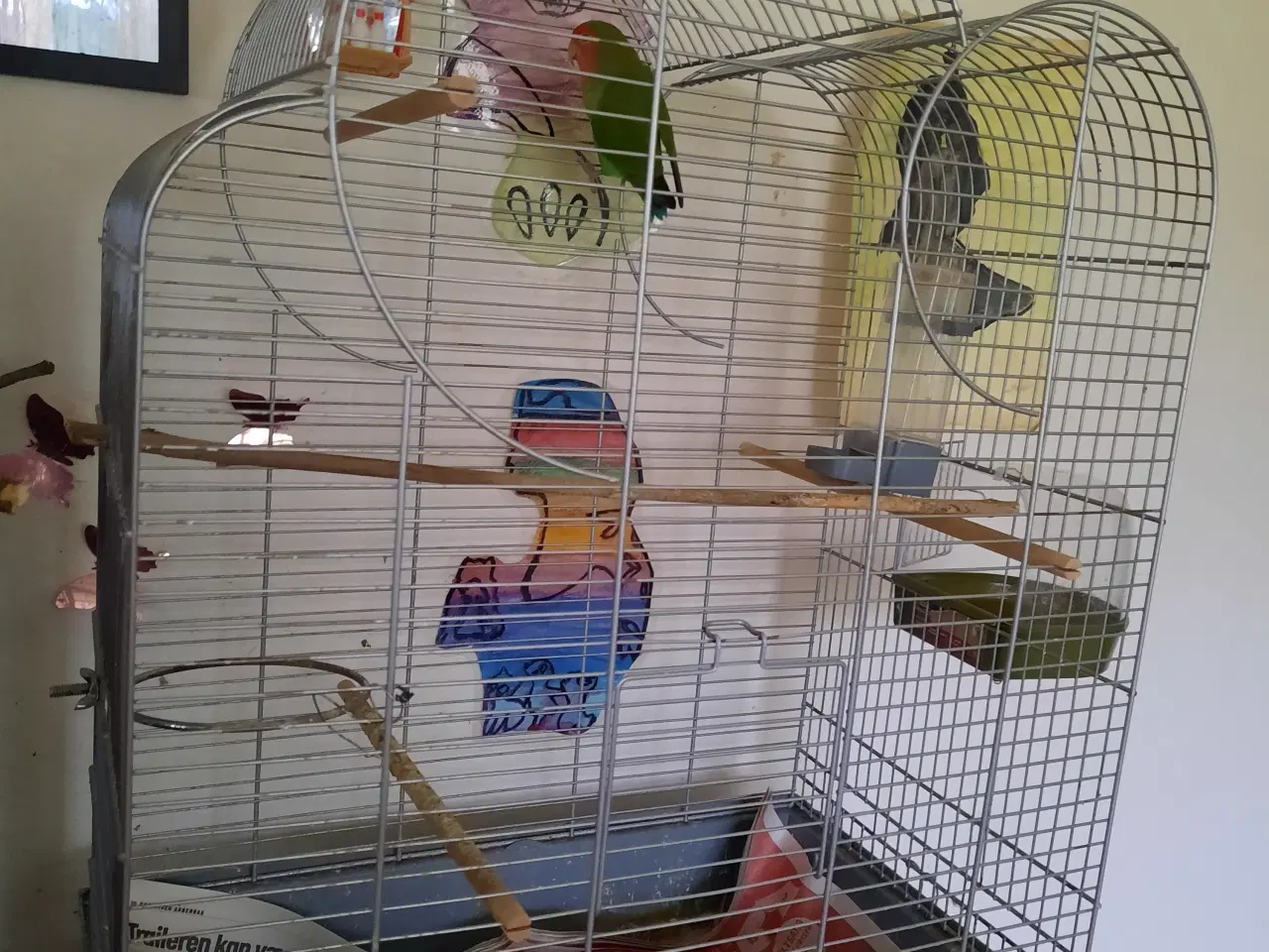 Billede 2 - Dværg papegøje med bur