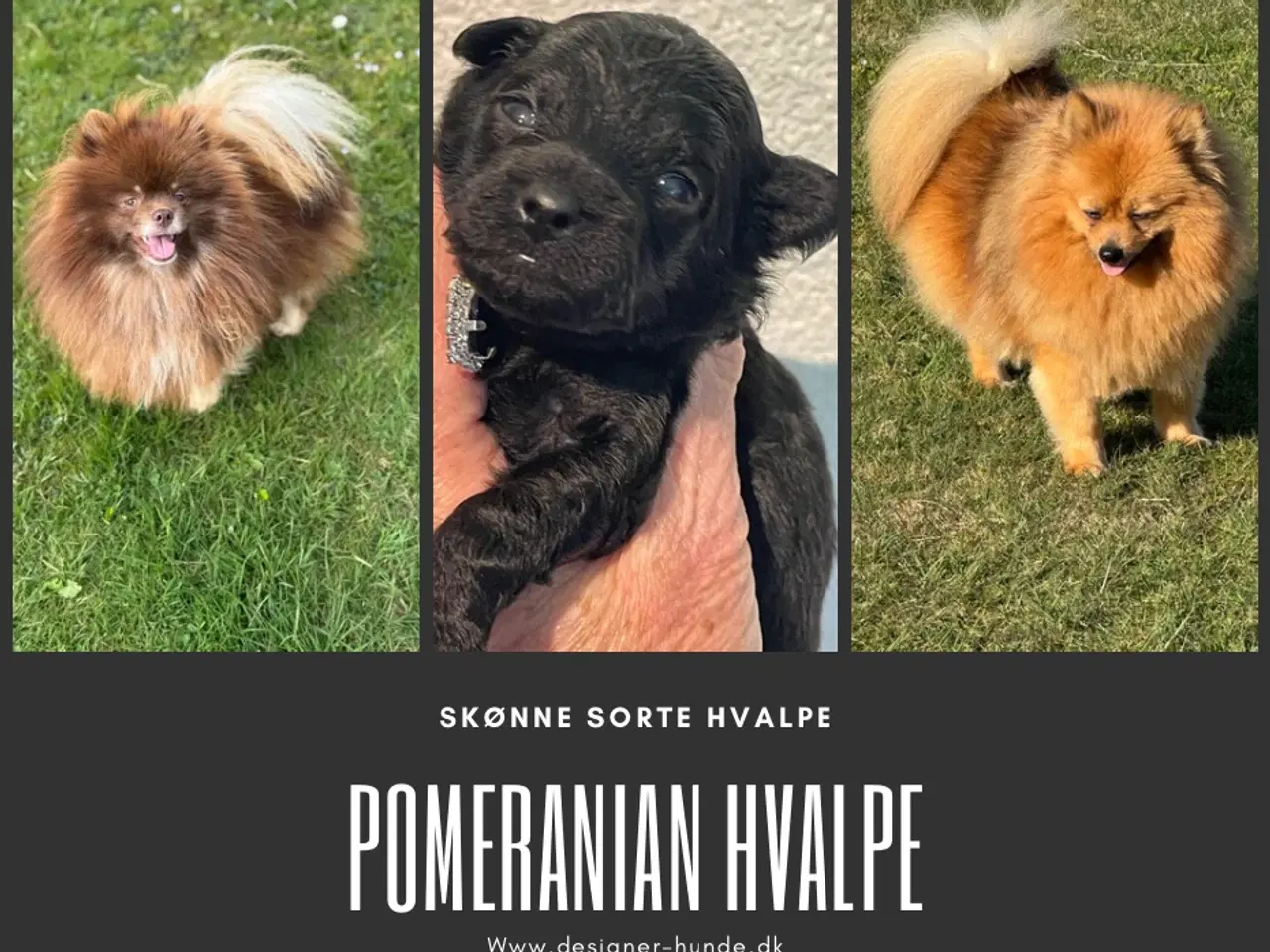 Billede 10 - Pomerania hvalpe til sommerferien 