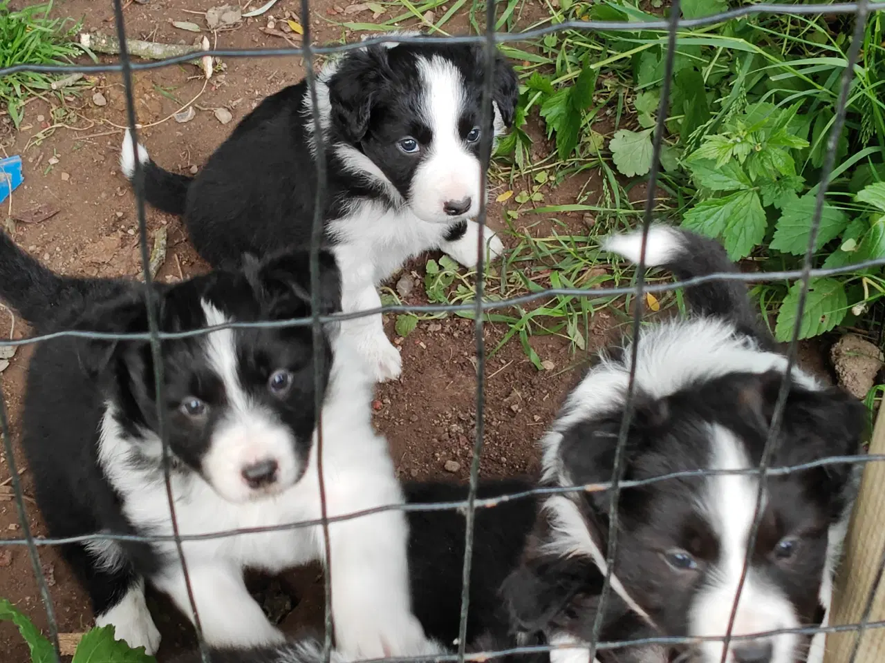 Billede 4 - Vidunderlige Border collie hvalpe