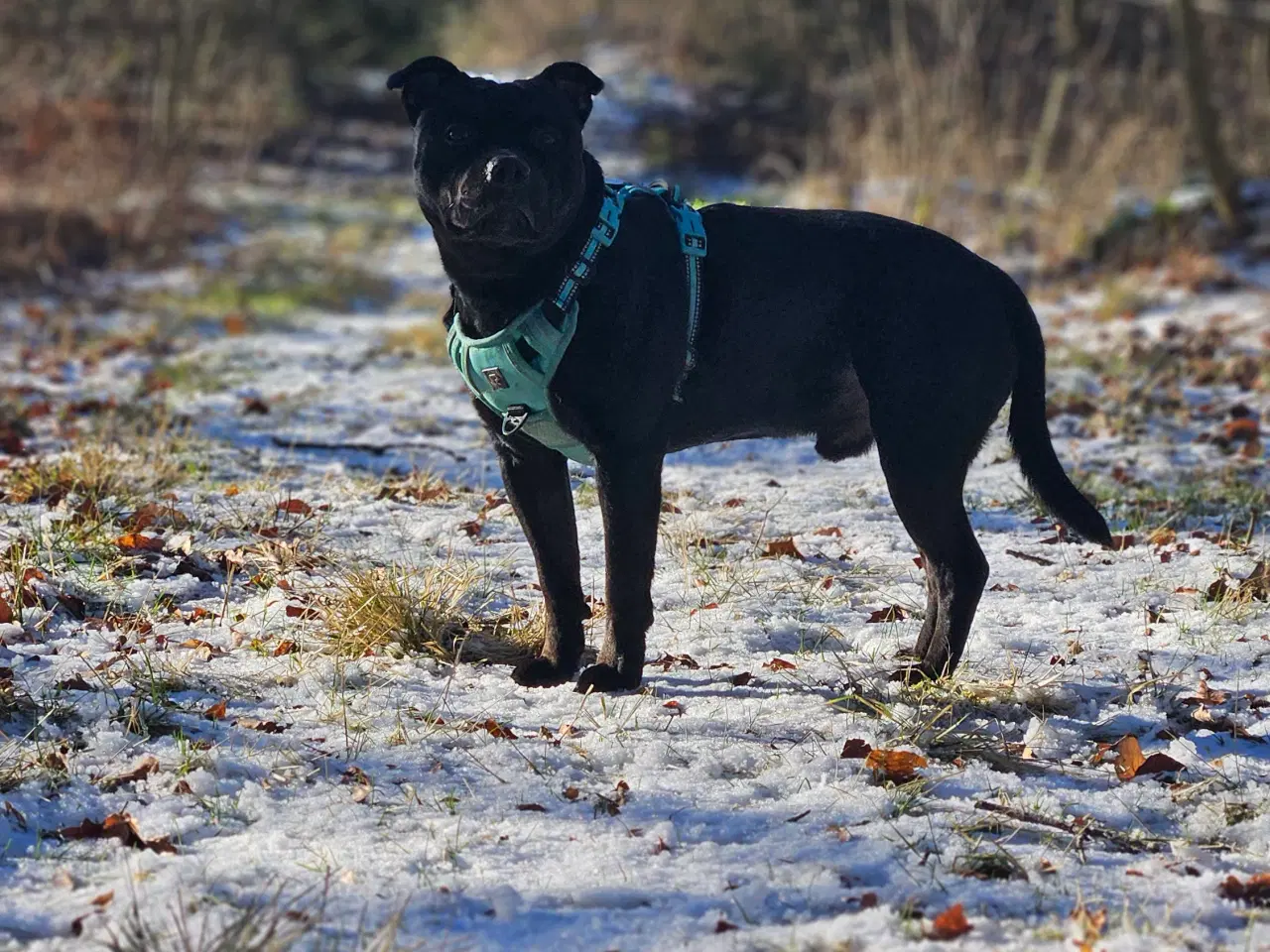 Billede 4 - Staffi til parring🩵