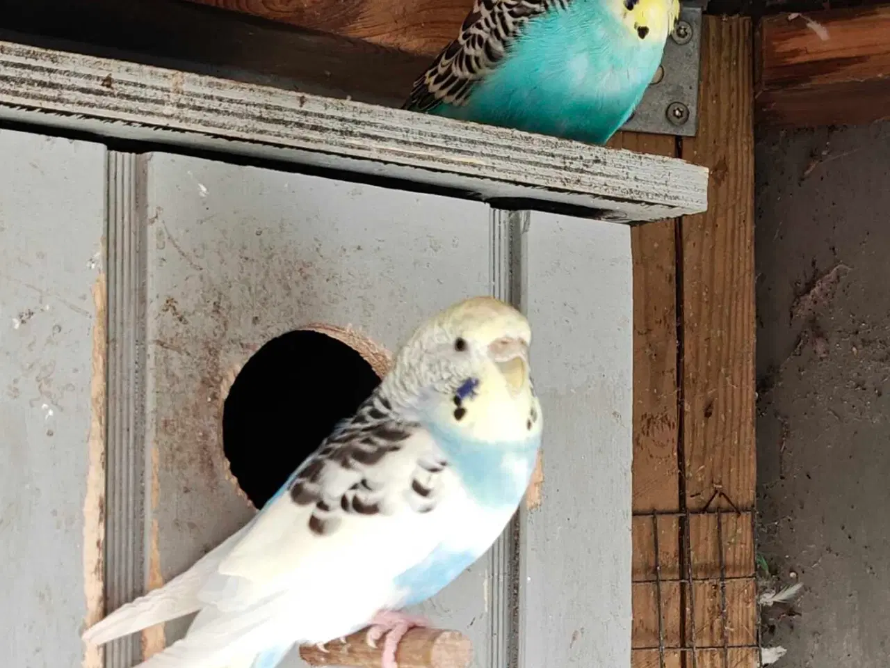 Billede 5 - Undulater