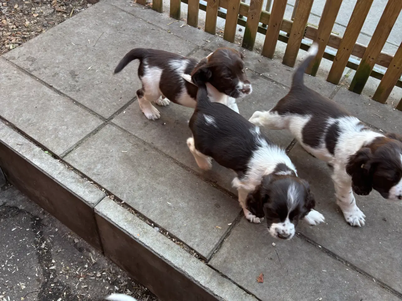 Billede 2 - Engelsk Springer Spaniel 